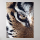 Search for tiger eyes posters Animal