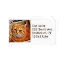 Search for orange tabby cat return address labels Animals
