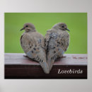 Search for mourning dove posters Bird