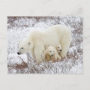 Search for canadian winter postcards Superstock