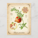 Search for seed postcards Botany