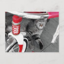 Search for tabbies postcards Tabby