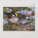 Search for tiny birds postcards Small