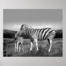 Search for wild africa posters Wildlife