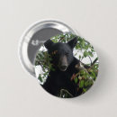 Search for black bear badges Nature