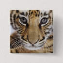 Search for big cats badges Cub