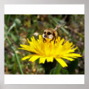 Search for funny bee posters Animal
