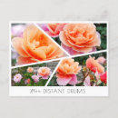 Search for distant postcards Rose