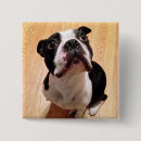 Search for boston terrier badges Canine