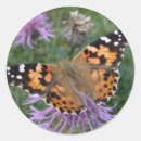 Search for painted lady stickers Butterfly