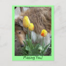 Search for herding dog postcards Rough