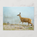 Search for mule deer postcards Outdoors