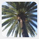 Search for california beach stickers Palm tree