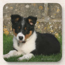 Search for bob coasters Lying down