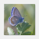 Search for moth magnets Leaf