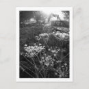 Search for black and white photography postcards England
