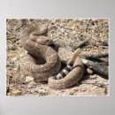 Search for diamondback posters Rattlesnake