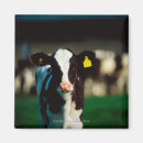 Search for friesian magnets Animal