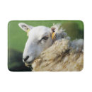Search for sheep bath mats Ewe