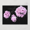 Search for dark pink rose postcards Roses