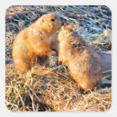 Search for prairie dogs stickers Rodents