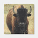 Search for bison magnets Yellowstone
