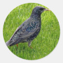 Search for little bird stickers Animal