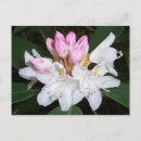 Search for rhododendrons postcards Bloom