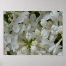Search for spring bud posters Petals