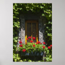 Search for window boxes Flowers