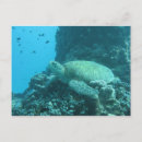 Search for turtle postcards Australia