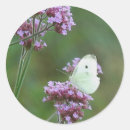 Search for cabbage photography Butterfly