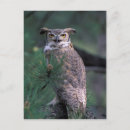 Search for horned postcards Great horned owl