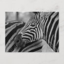 Search for black and white zebra postcards Zebras