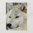 Search for the blue wolf postcards Wolves