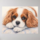 Search for blenheim posters Cavalier king charles spaniel