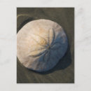 Search for sand dollar postcards Nautical