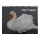 Search for swan calendars Photography