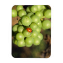 Search for lady bug magnets Red