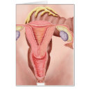 Search for human body organs Ovary