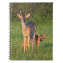 Search for habitat notebooks Superstock