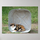 Search for calico cat posters Feline