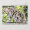 Search for leopard postcards Wildlife