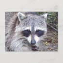 Search for thief postcards Nature