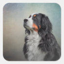 Search for bernese mountain stickers Animals