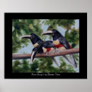 Search for toucan posters Black