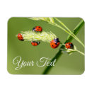 Search for lucky charm magnets Good fortune