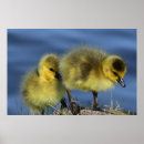 Search for fluffy art Cute