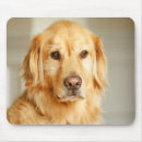 Search for golden retriever puppy mousepads Animal