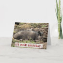 Search for hogs photography Funny